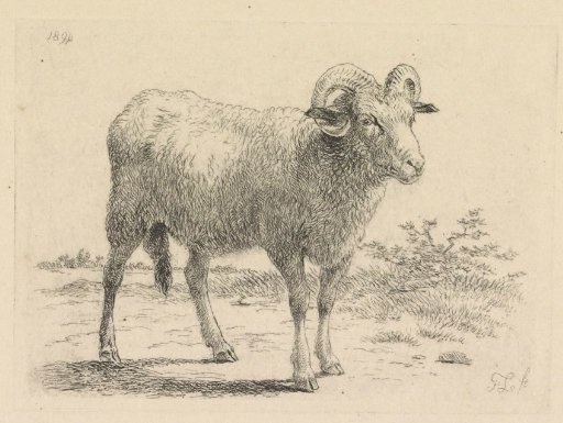 Standing Ram
