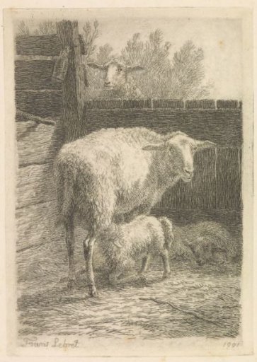 Sheep Sucking a Lamb in a Stable