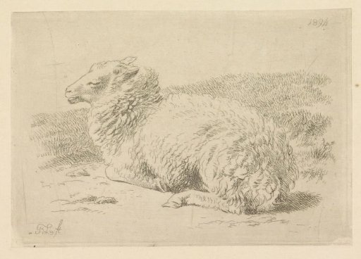 Lying Sheep Seen from the Side