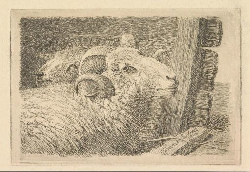 Ram and Sheep