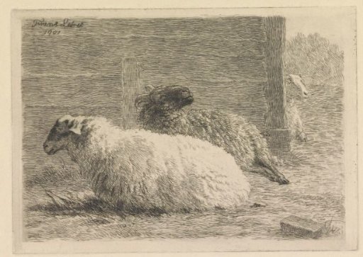 Lying Sheep and Ram