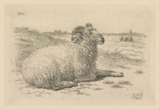 Lying Ram in a Pasture