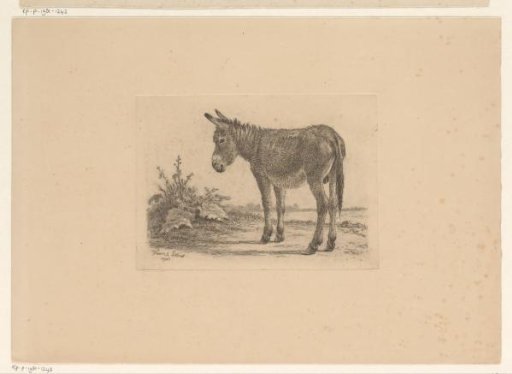 Donkey