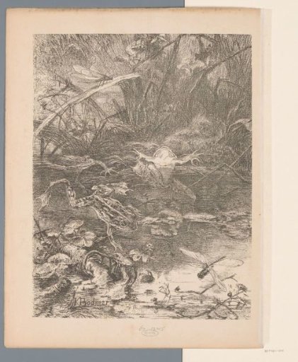Pond with frogs and dragonflies