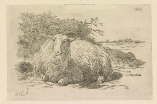 Lying Sheep Seen from the Front