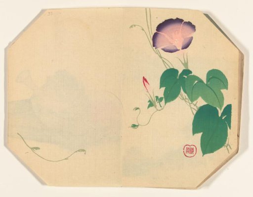 Blooming morning glories