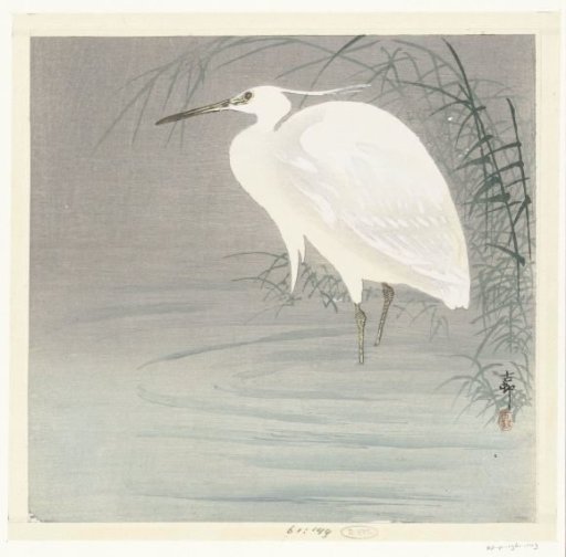 Little Egret