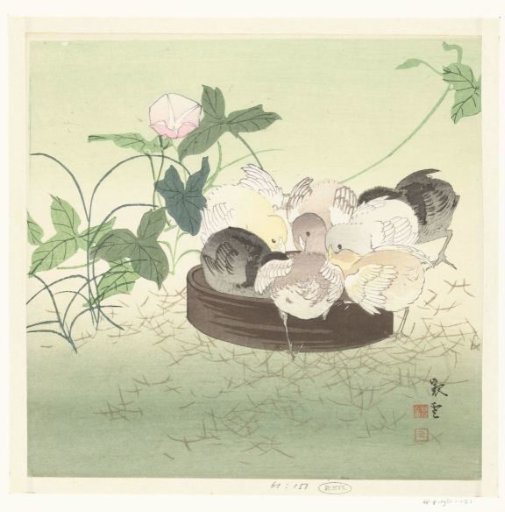 Chicks