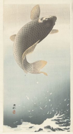 Carp