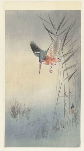 Kingfisher Hunting for Fish