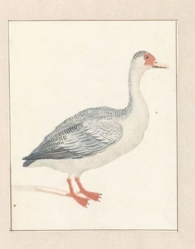 Goose to the right