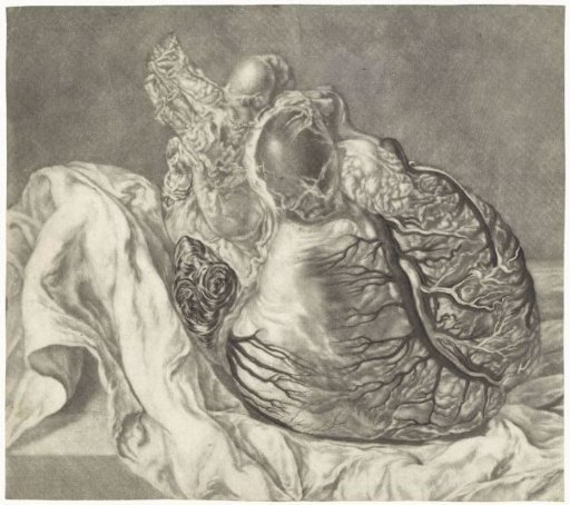 Anatomical study of a human heart