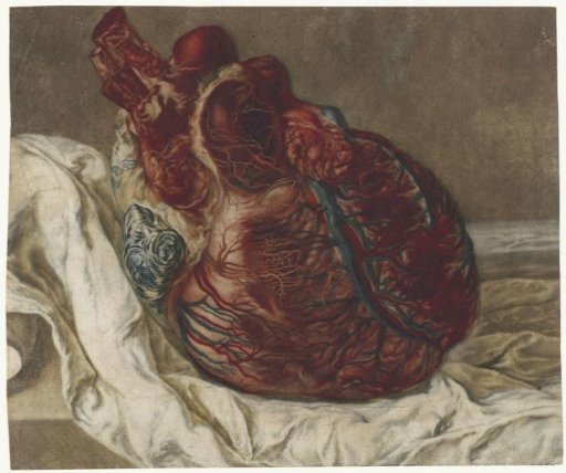 Anatomical study of a human heart