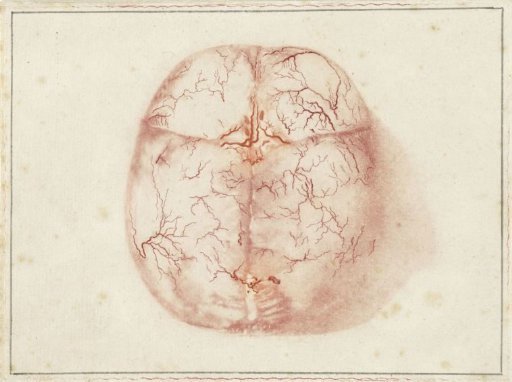 Plates of the Brain and the Heart