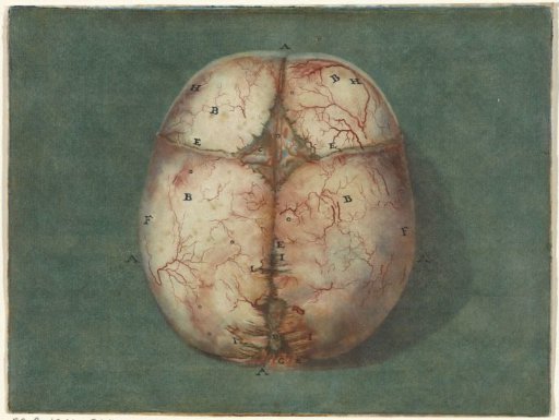 Plates of the Brain and the Heart