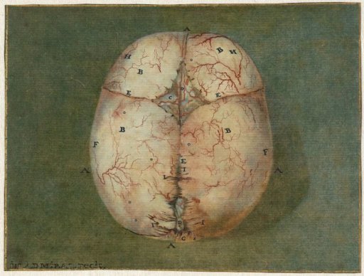 Plates of the Brain and the Heart