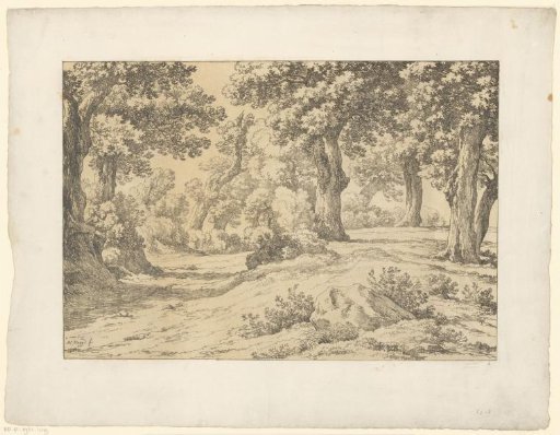 Forest view