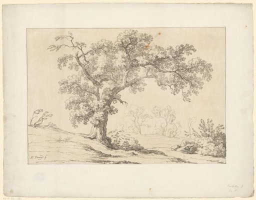 Tree in a landscape