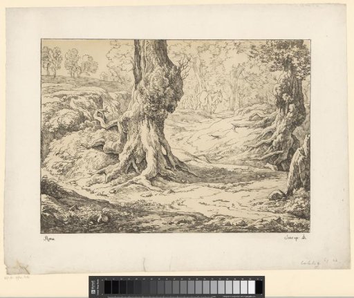 Mule on a forest path