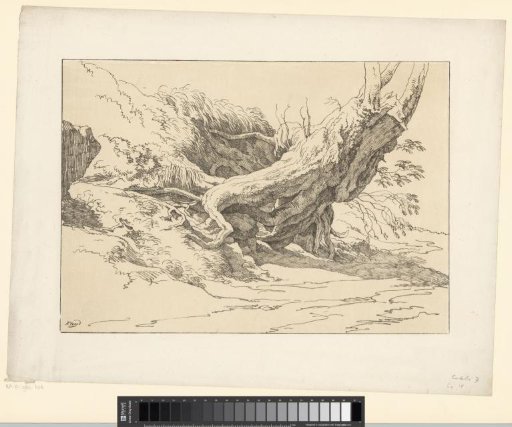 Roots of a tree