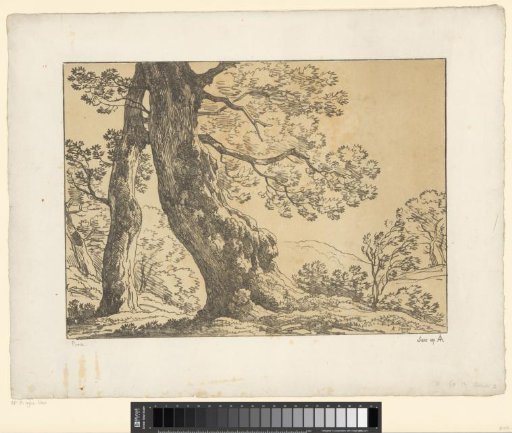 Heavy trees on a hill