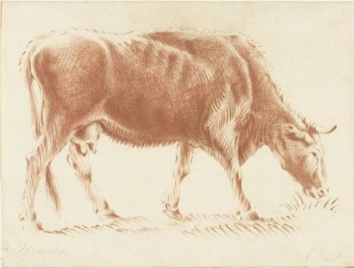 Grazing cow