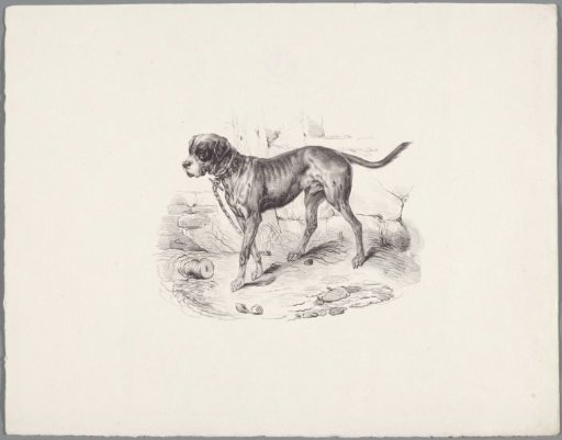 Dog on a leash
