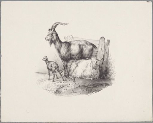 A goat, a ram and a lamb