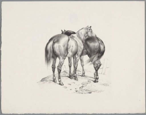 Two horses seen from behind