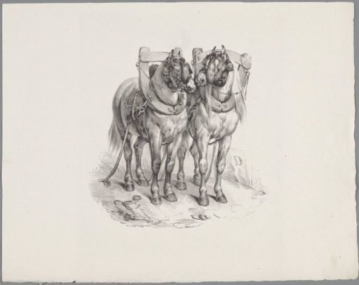 Two harnessed horses