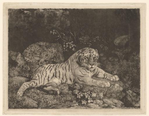 Lying Tiger and Sleeping Hunting Leopard