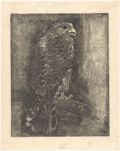 Falcon on a branch
