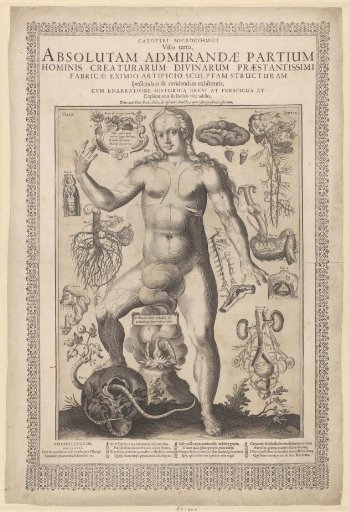 Anatomy and physiology of the female body with details of the abdominal cavity, stomach, genitalia, and head