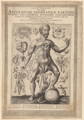 Anatomy and physiology of the male body with details of the abdominal cavity, kidneys, heart, genitalia, and head
