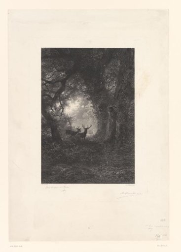 Stags in a forest