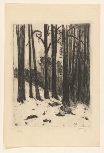 Forest in the snow