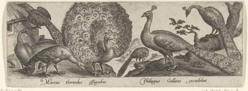 Peacocks