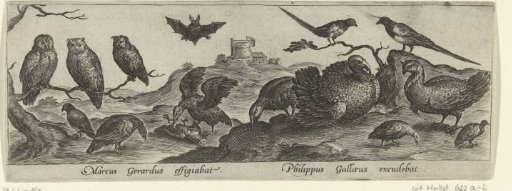 Fourteen birds including a turkey and three owls