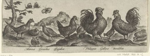 Chickens and butterflies