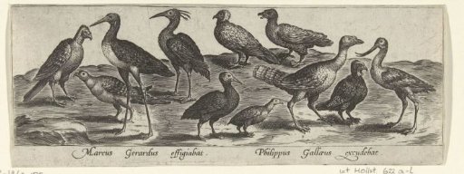 Wading and coastal birds