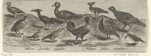Eleven birds