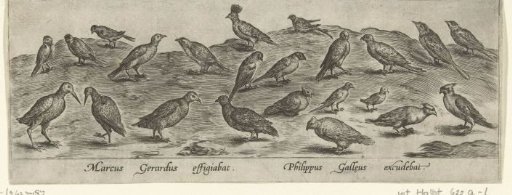 Twenty-three birds