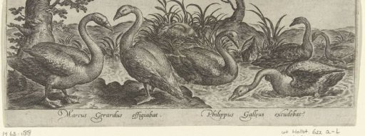 Seven geese