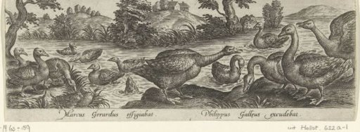 Geese and ducks