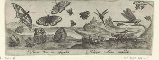 Butterflies, beetles and grasshoppers