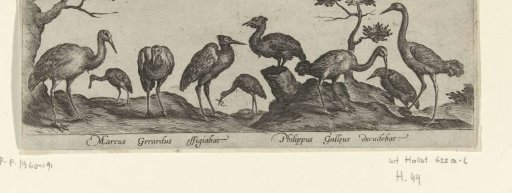 Waders