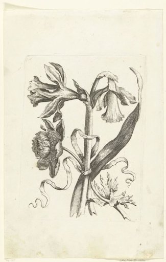 Peony and two narcissi