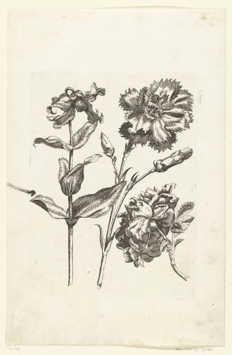 Three flowers, including a carnation and a rose
