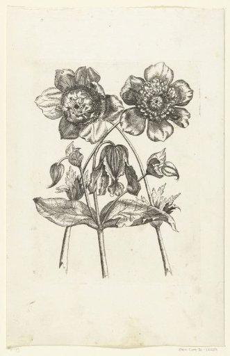 Three flowers