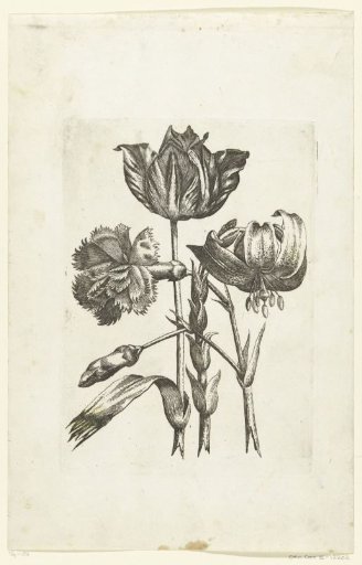 Carnation, tulip, and lily